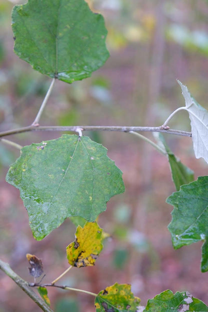Populus canadensis 'Robusta' meerstammig / struik blad