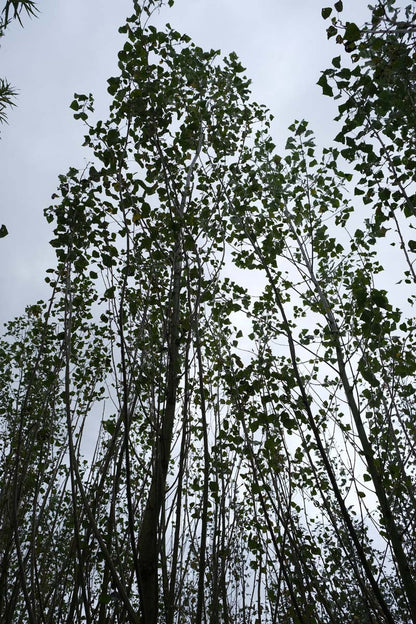 Populus canadensis 'Robusta' meerstammig / struik kroon