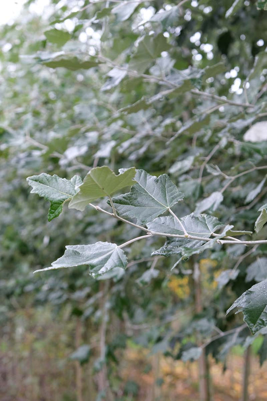 Populus canescens meerstammig / struik blad