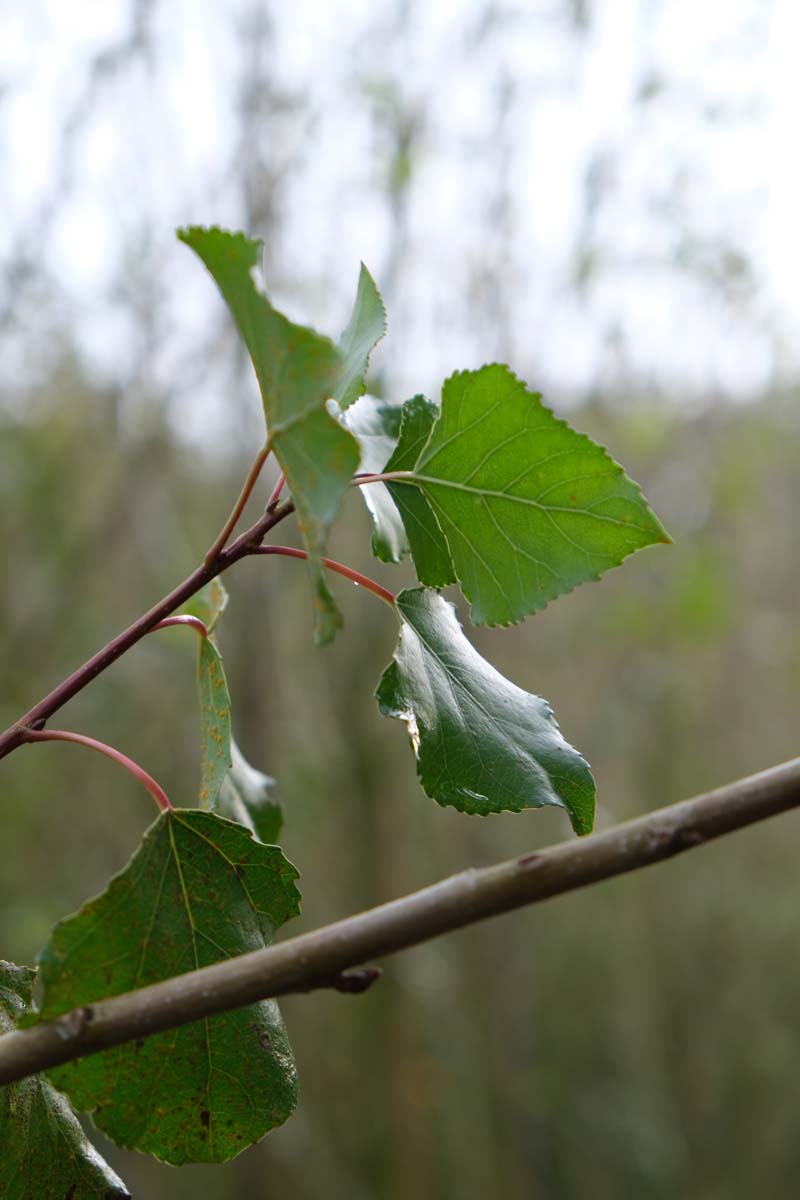 Populus nigra 'Schwarza' op stam blad
