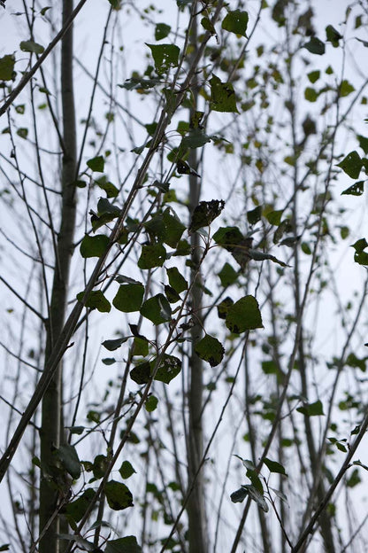 Populus nigra 'Schwarza' op stam twijg
