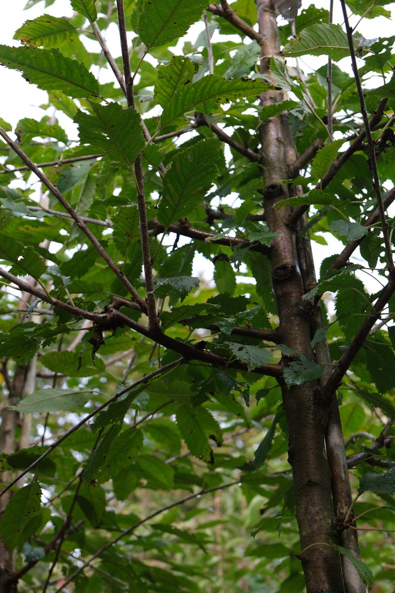 Prunus avium 'John Frost' op stam stam