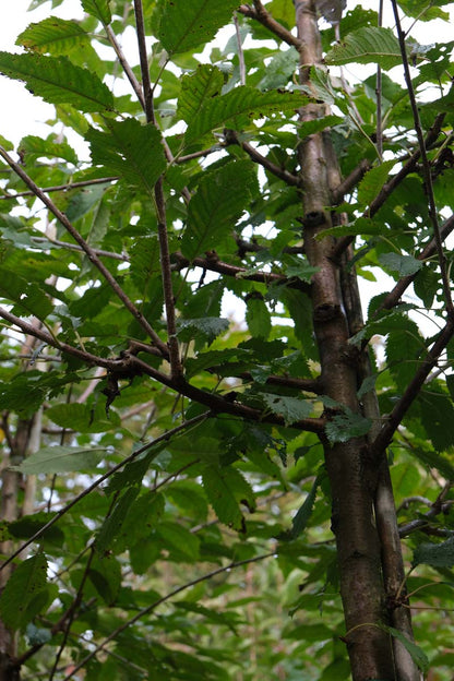 Prunus avium 'John Frost' op stam stam