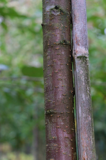 Prunus avium 'John Frost' op stam bast