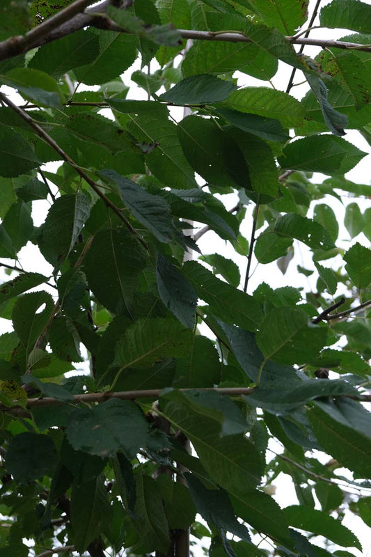 Prunus avium 'Schneider's Späte Knorpelkirsche' op stam blad