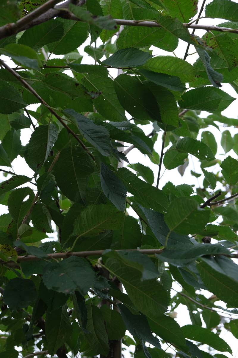 Prunus avium 'Schneider's Späte Knorpelkirsche' meerstammig / struik blad