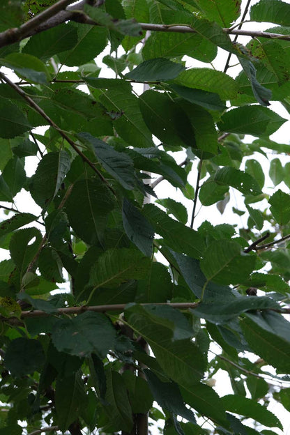 Prunus avium 'Schneider's Späte Knorpelkirsche' meerstammig / struik blad