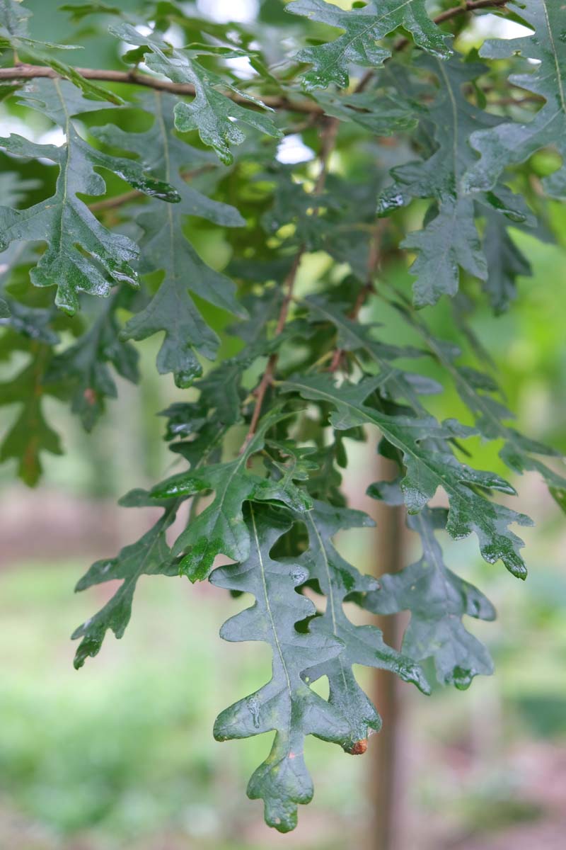 Quercus cerris 'Marvellous' op stam blad