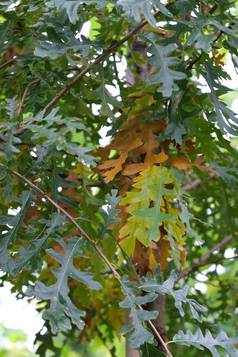 Quercus cerris 'Marvellous' op stam herfstkleur