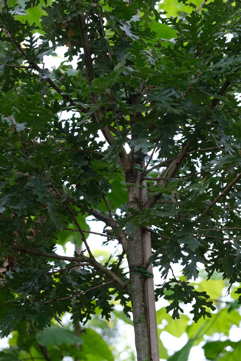 Quercus cerris 'Marvellous' op stam stam