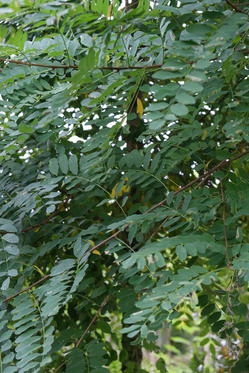 Robinia pseudoacacia 'Nyirségí' Tuinplanten blad