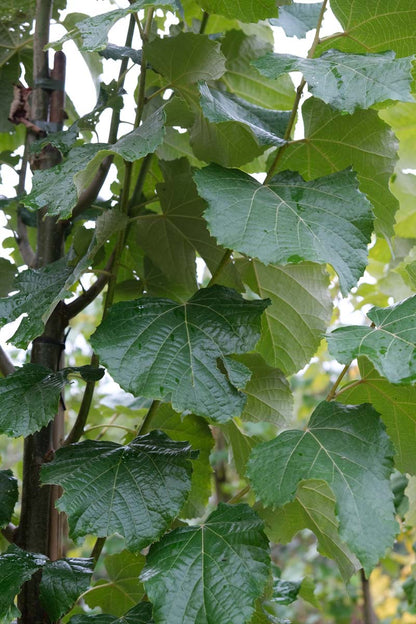 Tilia tomentosa 'Grey Pillar' Tuinplanten blad