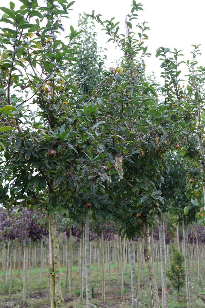 Mespilus germanica 'Bredase Reus' op stam op stam