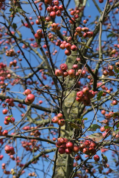 Malus 'Eleyi' Tuinplanten stam