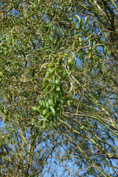 Salix babylonica 'Tortuosa' leiboom twijg