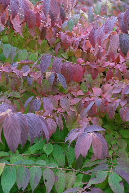 Viburnum plicatum herfstkleur