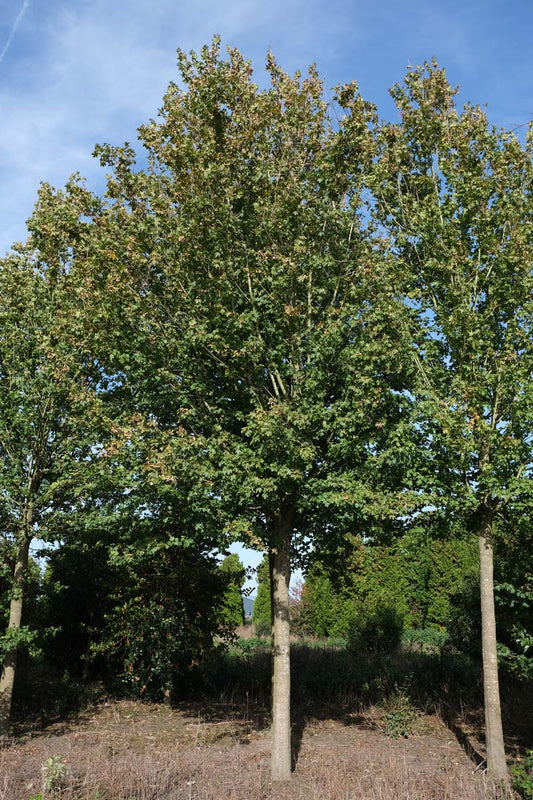 Acer campestre 'Royal Ruby' op stam op stam
