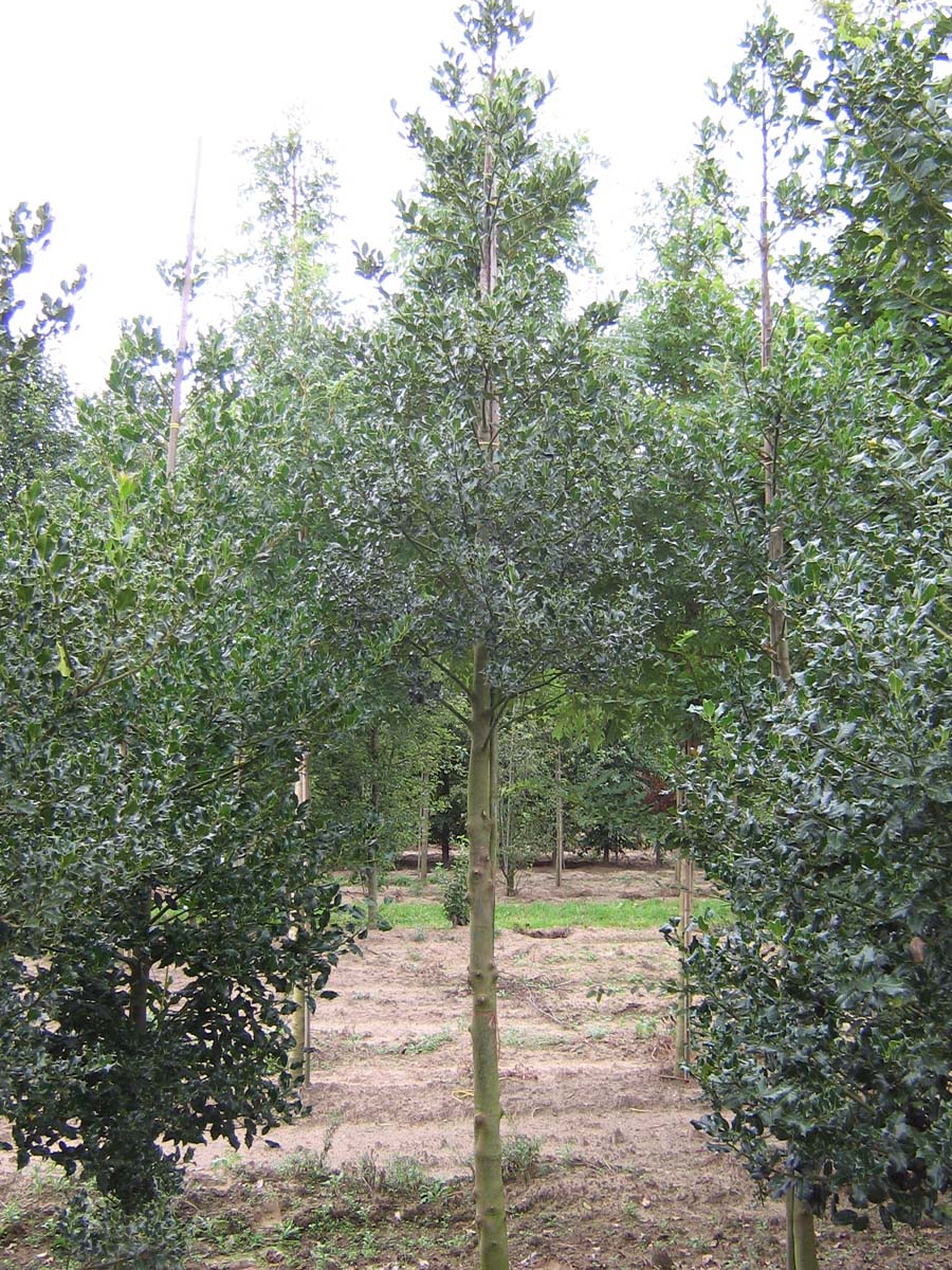 Ilex aquifolium op stam op stam