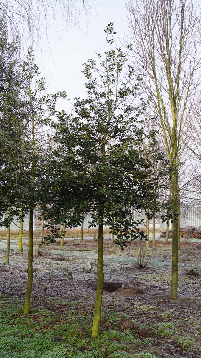 Ilex aquifolium op stam op stam