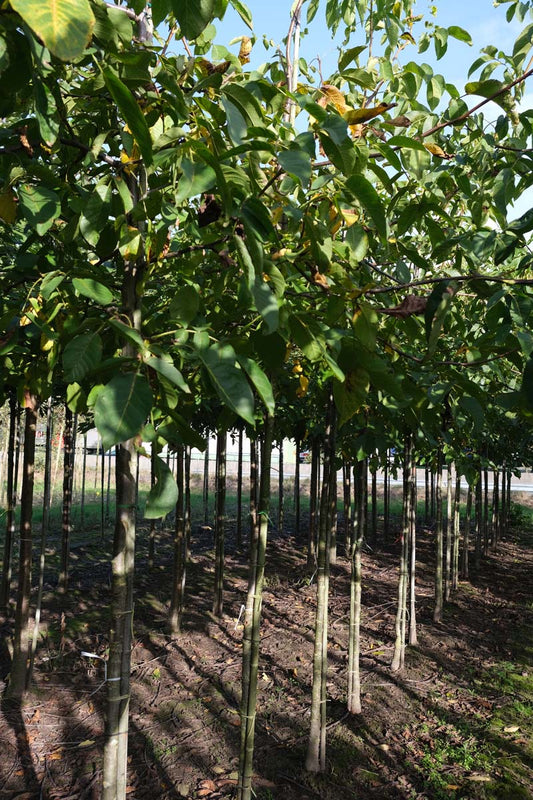 Juglans regia 'Coenen' op stam op stam