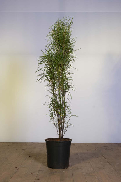 Frangula alnus 'Ron Williams' Tuinplanten tuinplanten