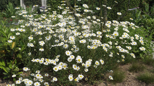 Bellis perennis tuinplanten