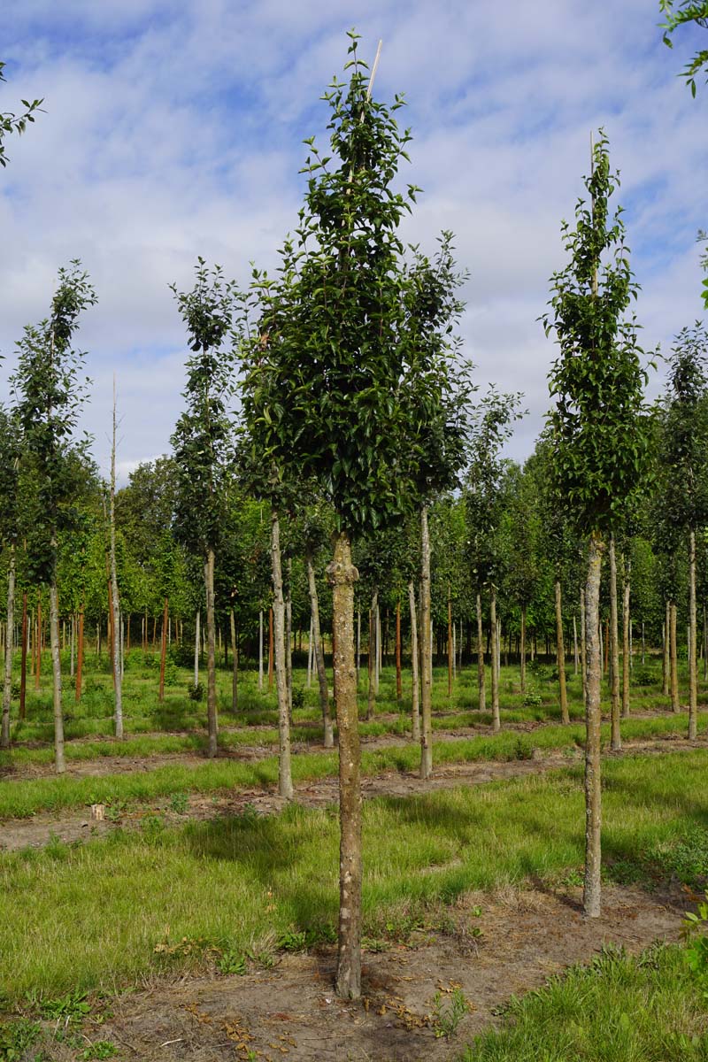 Cornus mas 'Golden Glory' op stam op stam