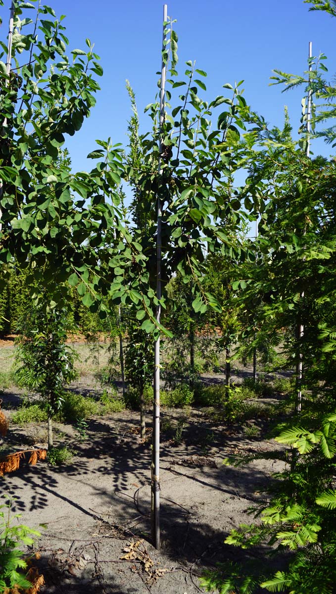 Cotoneaster ignotus op stam op stam