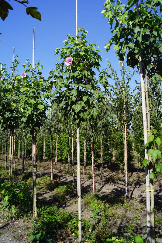 Hibiscus 'Resi' op stam op stam