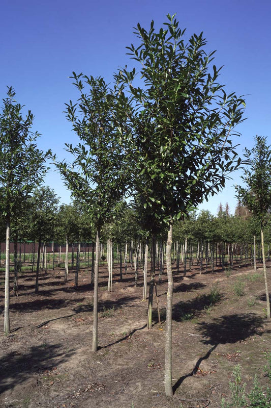 Prunus laurocerasus 'Caucasica' op stam op stam