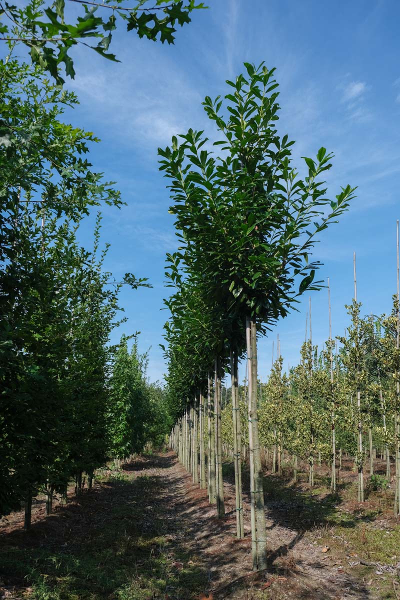 Prunus laurocerasus 'Novita' op stam op stam
