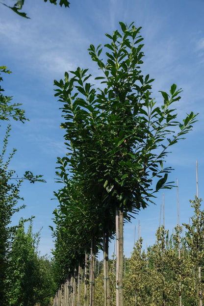 Prunus laurocerasus 'Novita' op stam op stam