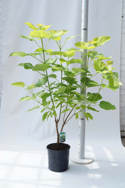 Catalpa bignonioides 'Aurea' Tuinplanten tuinplanten