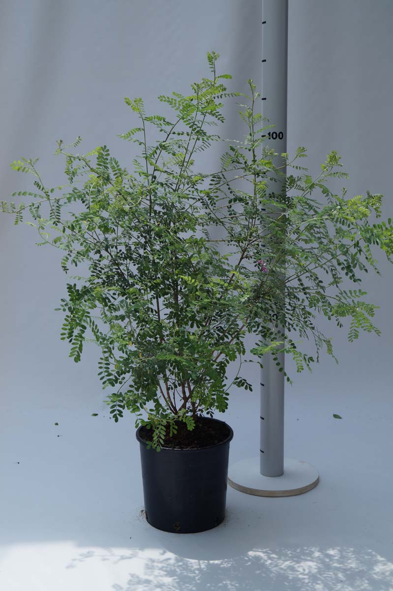 Indigofera heterantha Tuinplanten tuinplanten