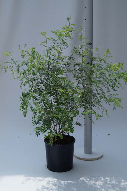Indigofera heterantha Tuinplanten tuinplanten