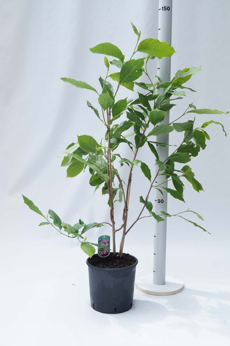 Magnolia soulangeana 'Lennei' Tuinplanten tuinplanten