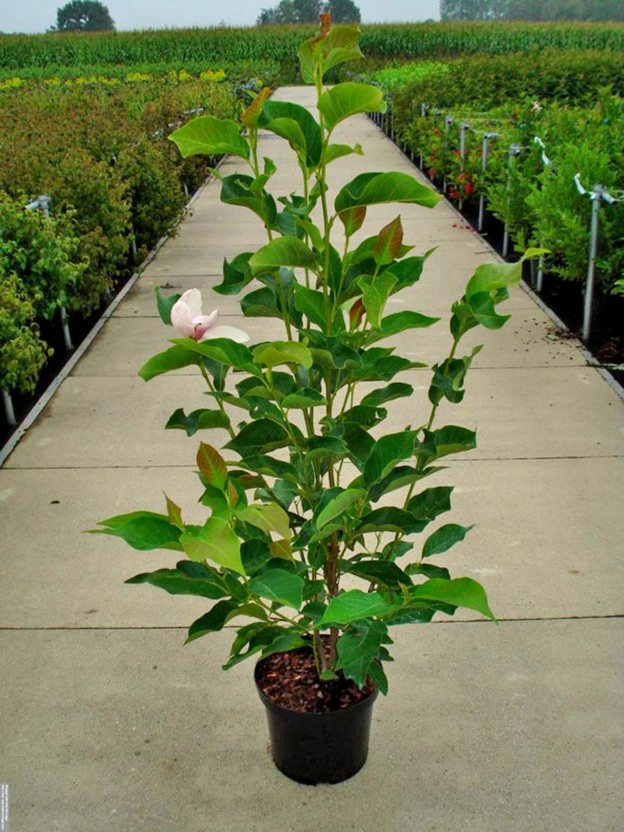 Magnolia soulangeana 'Lennei' Tuinplanten tuinplanten