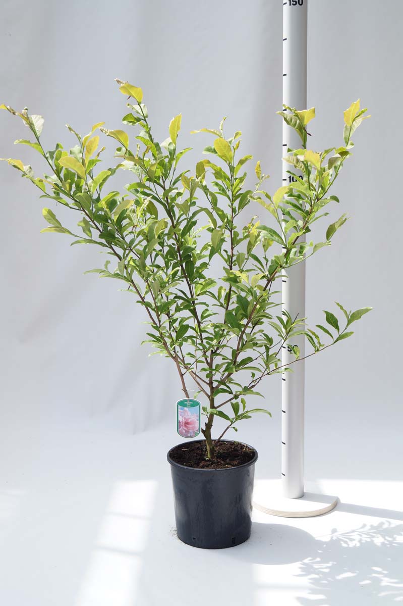 Magnolia stellata 'Rosea' Tuinplanten tuinplanten