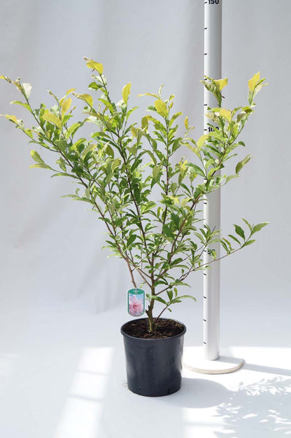 Magnolia stellata 'Rosea' Tuinplanten tuinplanten