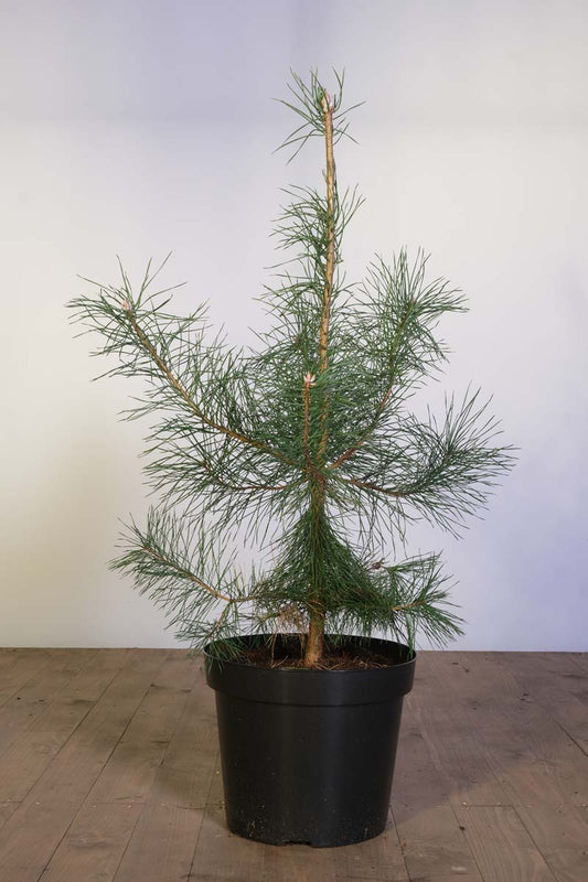 Pinus sylvestris Tuinplanten tuinplanten