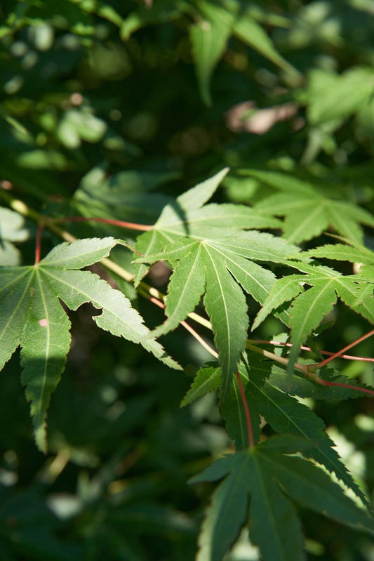 Acer palmatum 'Silhouette' op stam blad