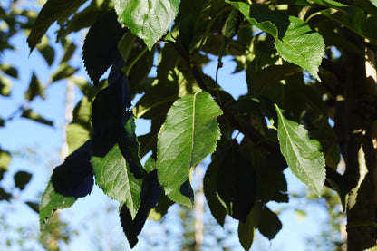 Malus domestica 'Notarisappel' Tuinplanten blad
