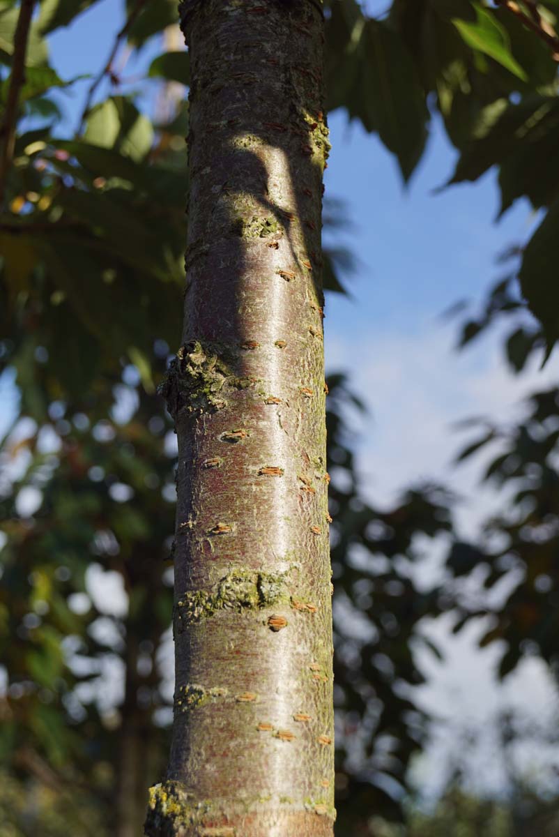Prunus serrulata 'Ichiyo' meerstammig / struik bast