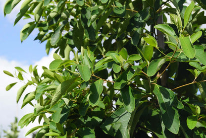 Sassafras albidum meerstammig / struik bladeren