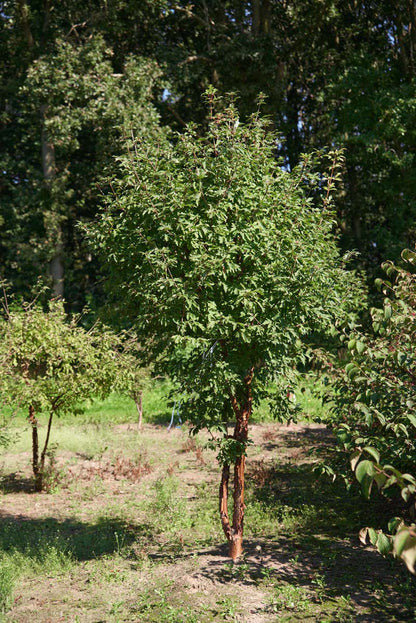 Acer griseum meerstammig / struik meerstammig