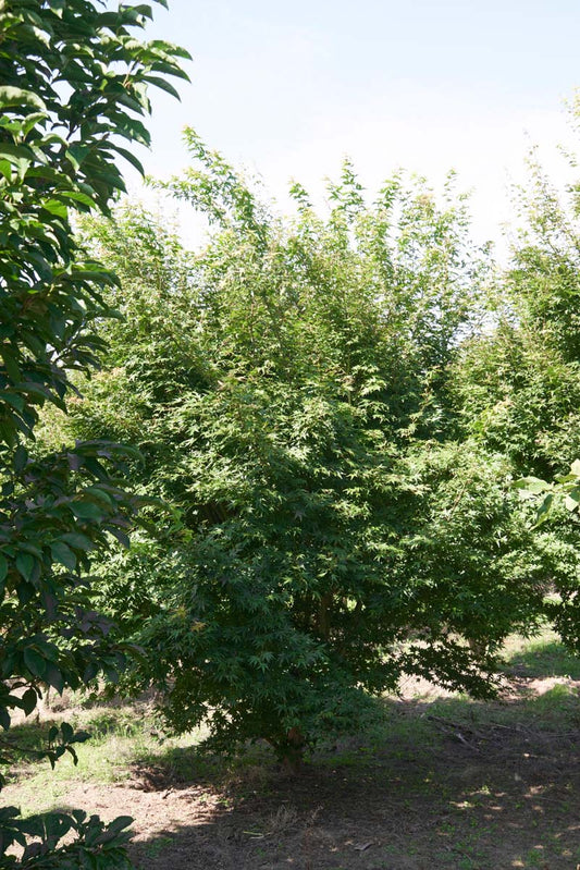 Acer palmatum 'Silhouette' meerstammig / struik meerstammig