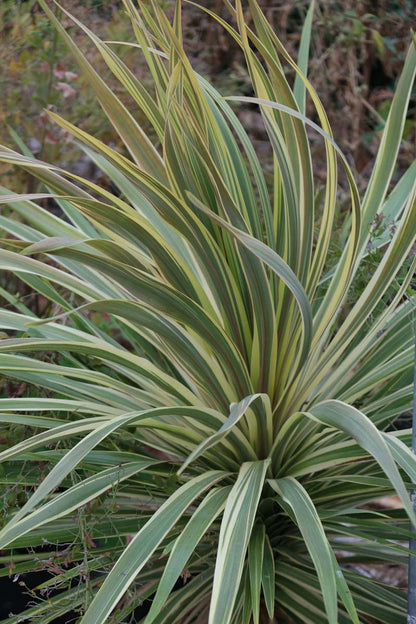 Cordyline australis 'Torbay Dazzler' Tuinplanten tuinplanten