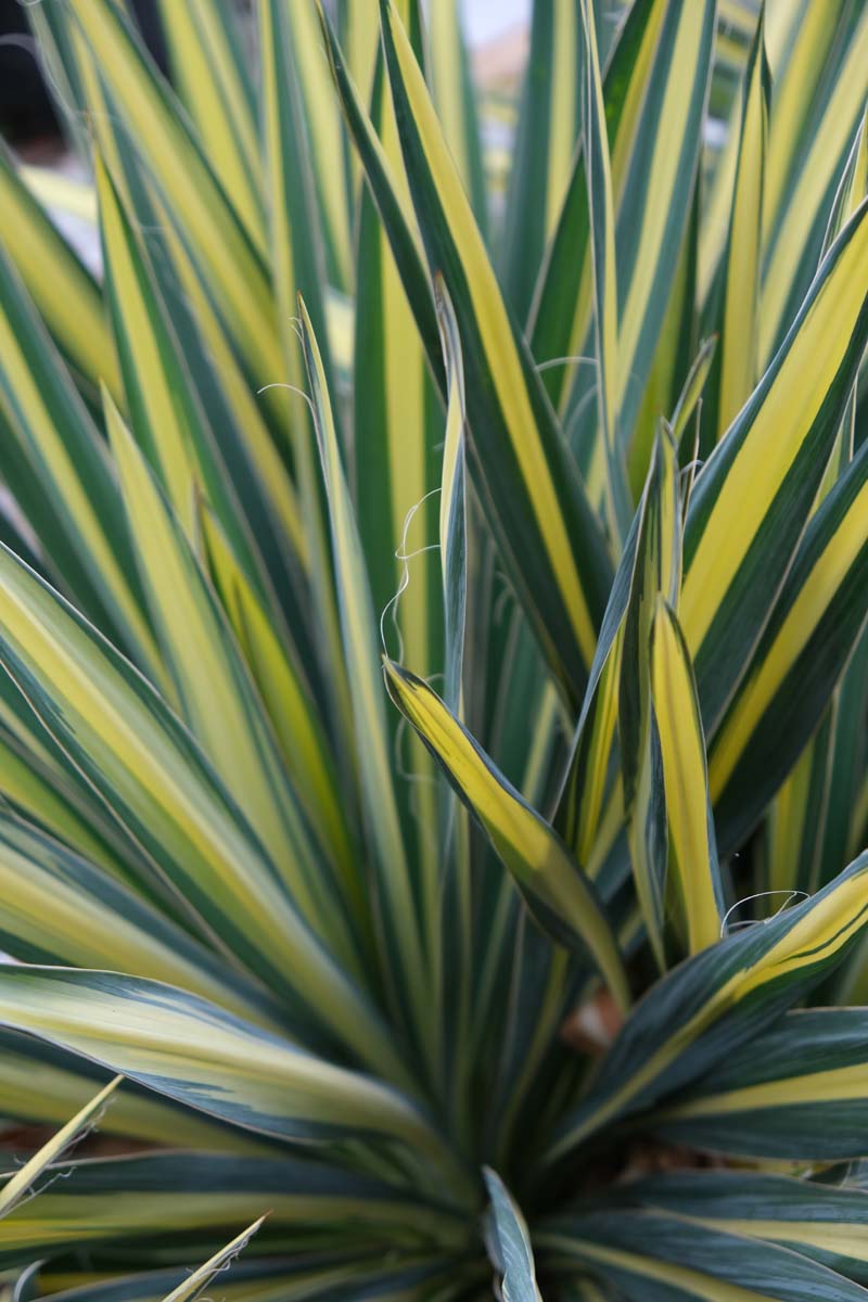 Yucca filamentosa 'Color Guard' Tuinplanten tuinplanten