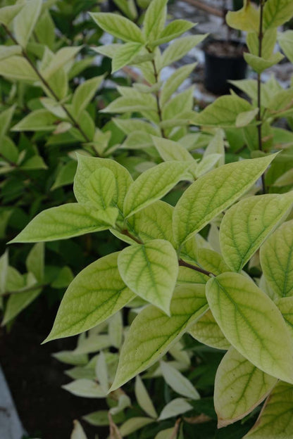 Calycanthus 'Venus' meerstammig / struik blad