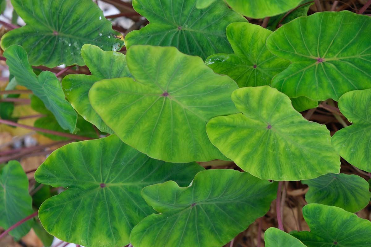 Colocasia esculenta meerstammig / struik blad